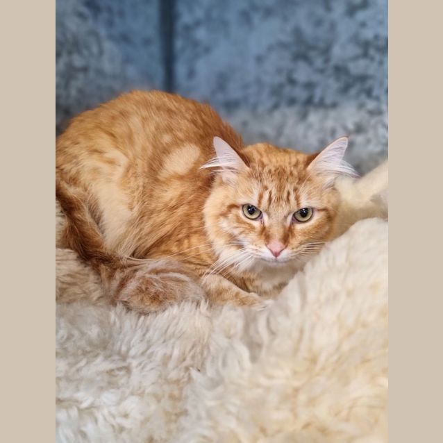 Photo of Tigger