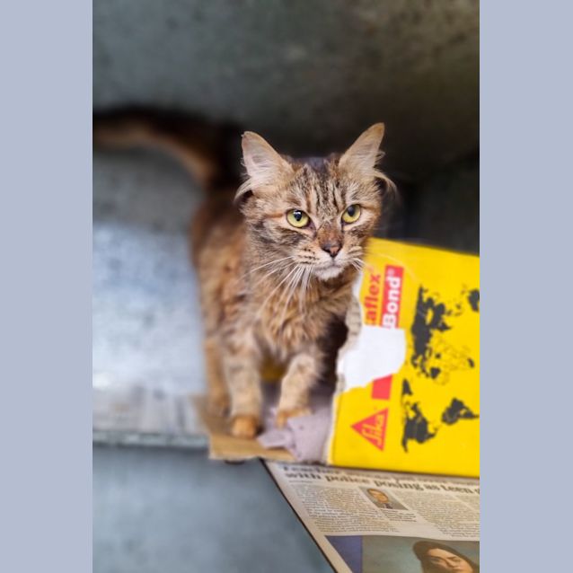 Photo of Missy