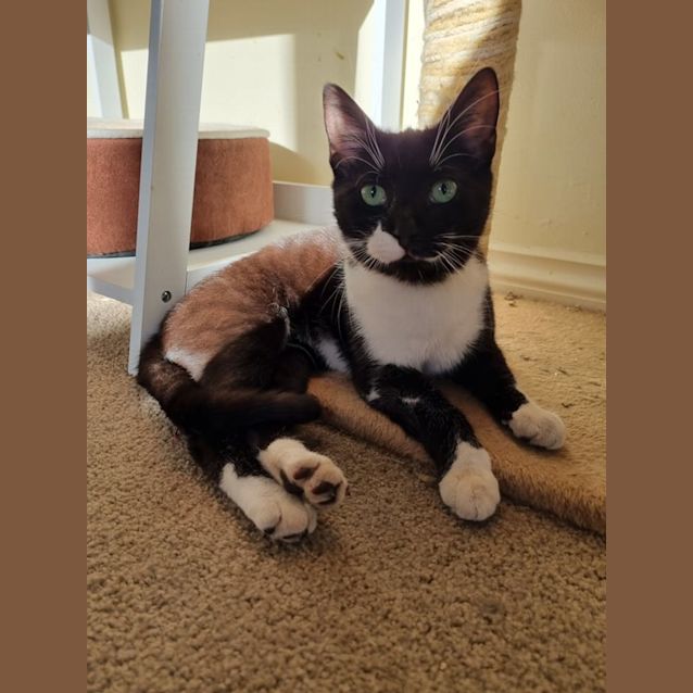 Photo of Mickey Mouse