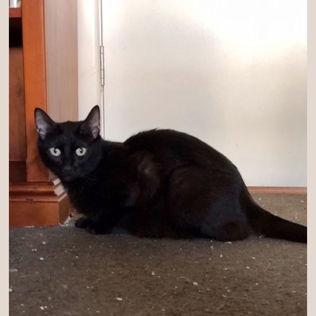 Photo of Laylah   Located In Preston