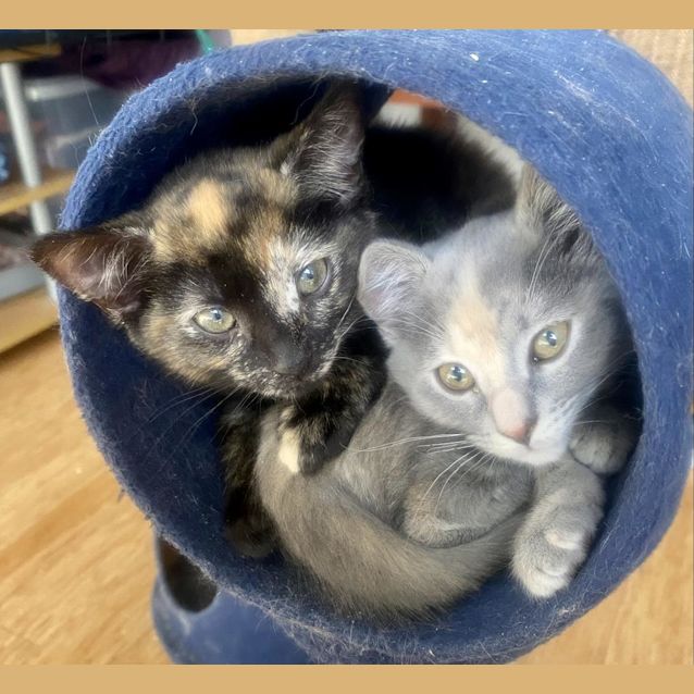 Photo of Daisy & Sunny Flower