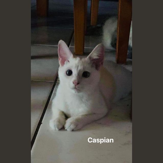 Photo of Caspian