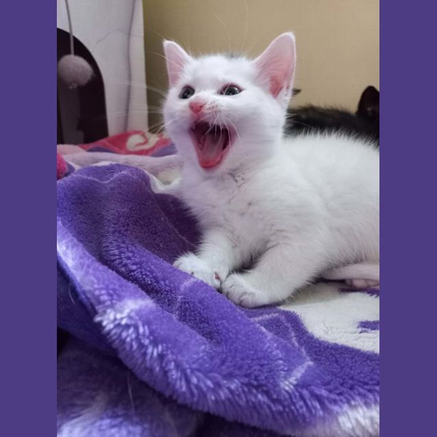 Photo of Peach