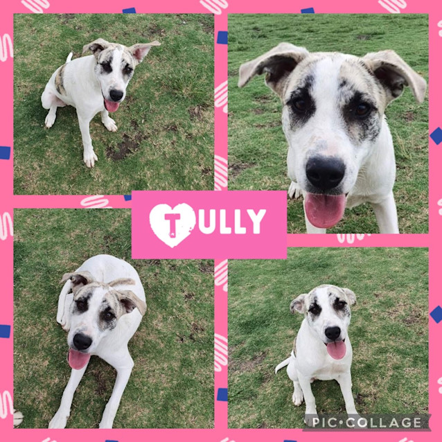 Photo of Tully