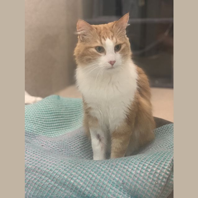 Photo of Milo
