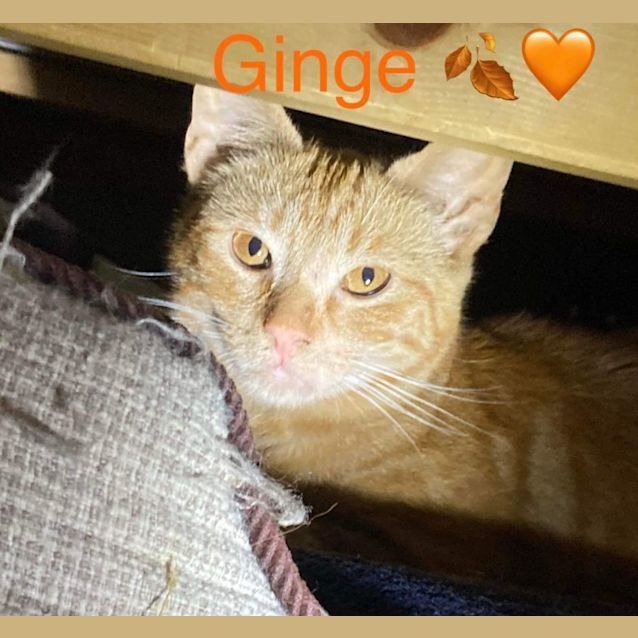 Photo of Ginge