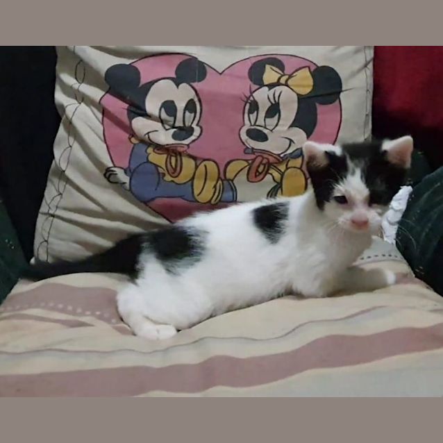 Photo of Patch 