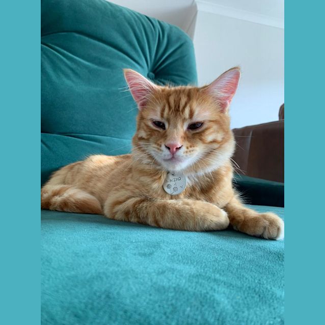 Photo of Niko 🥰