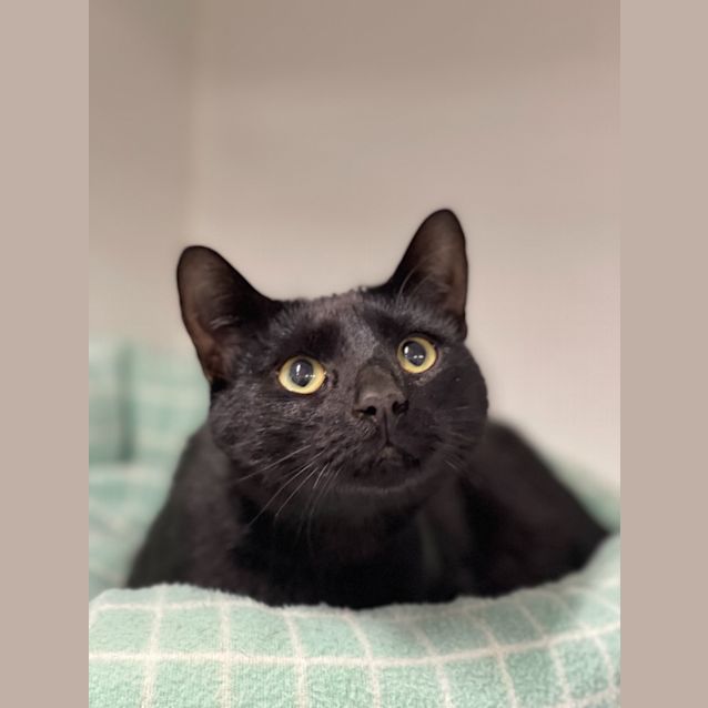Photo of Blackie
