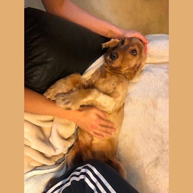 Photo of Simba