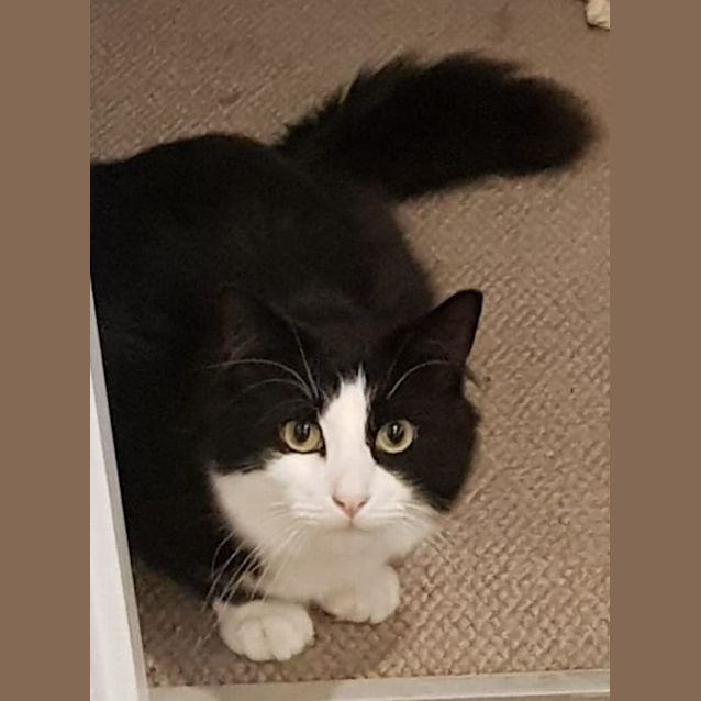 Photo of Zorro