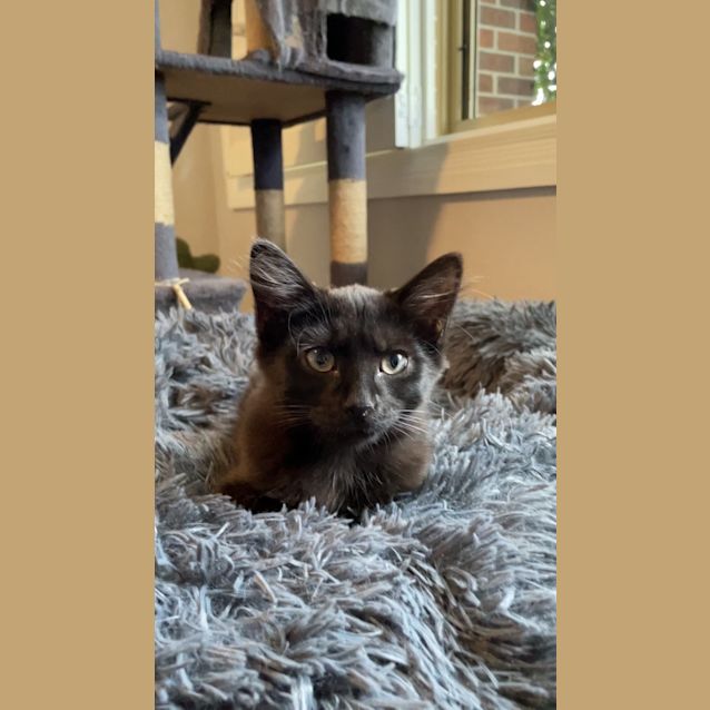 Photo of Miss Hamilton