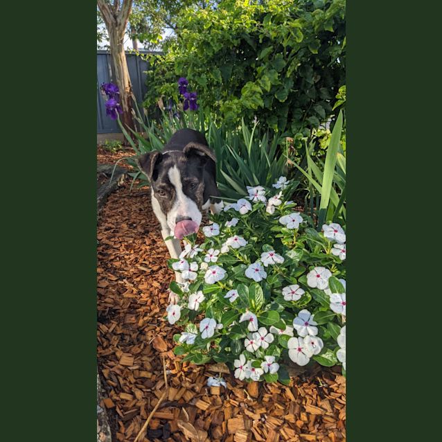 Photo of Penny ~ 5mo Puppy (On Trial 19/12/21)