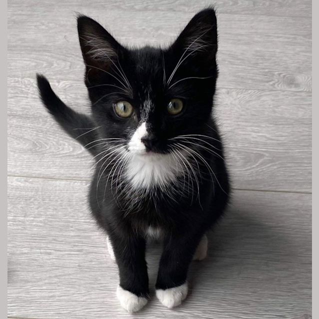 Photo of Sylvester 