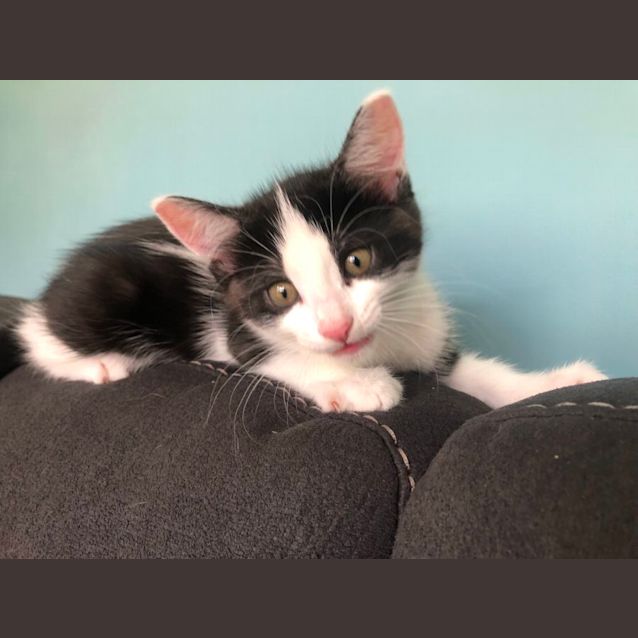 Photo of Mia   10 Week Old (On Trial 27/12/2021)