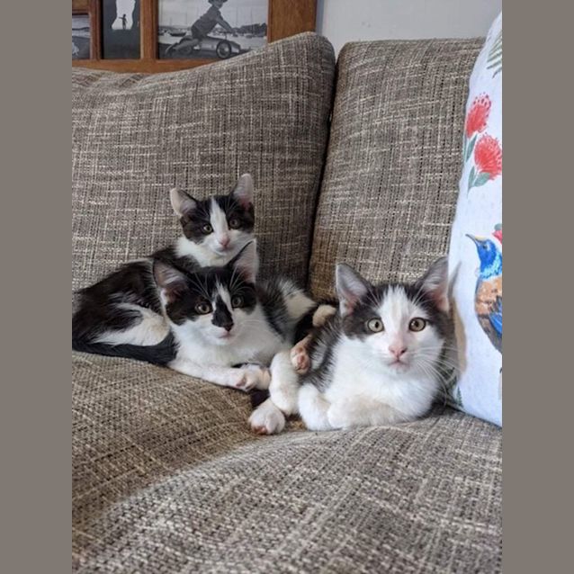 Photo of Leon  10 Week Old (On Trial 24/12/21)