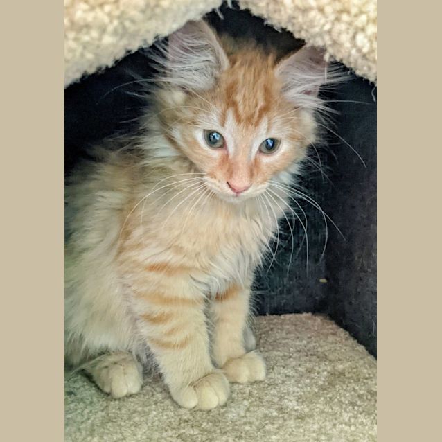 Photo of Flynn Rider