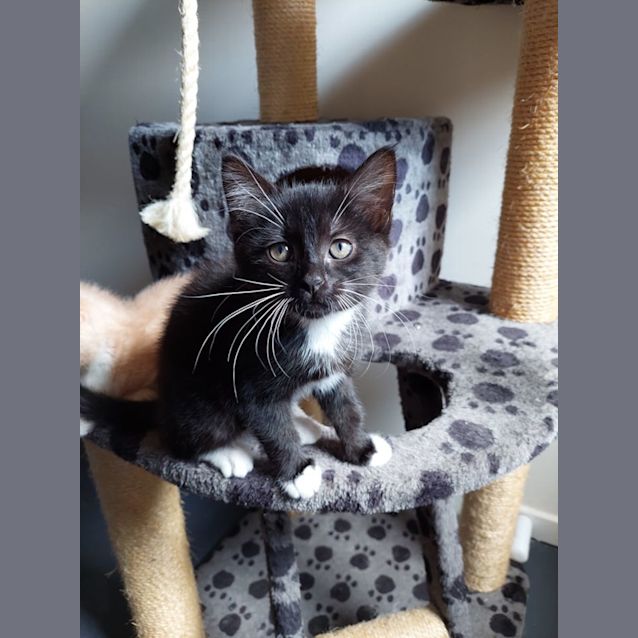 Photo of Prancer