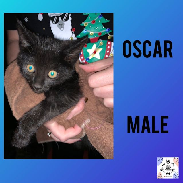 Photo of Oscar
