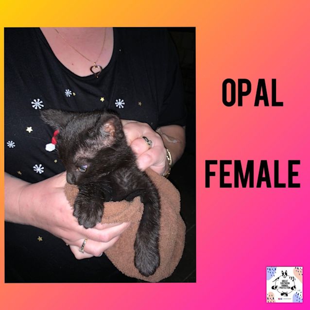 Photo of Opal