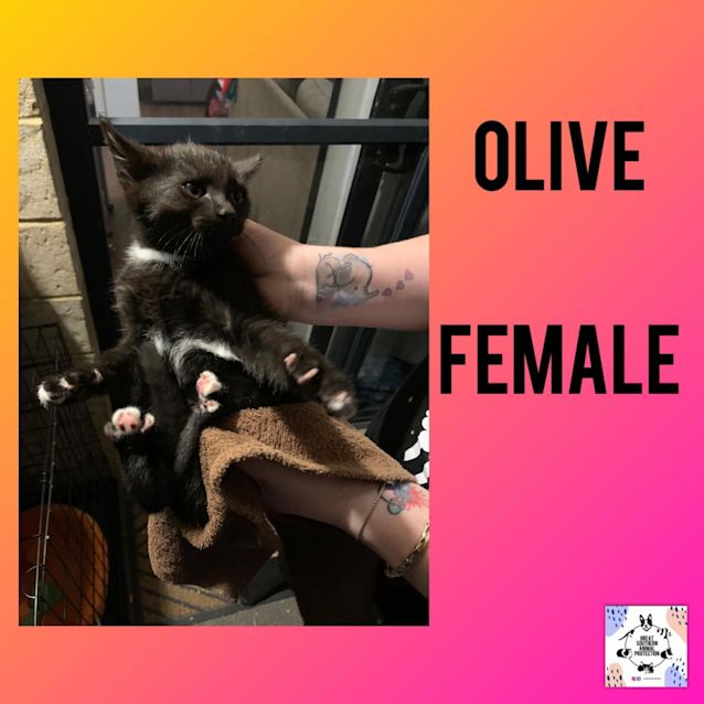 Photo of Olive