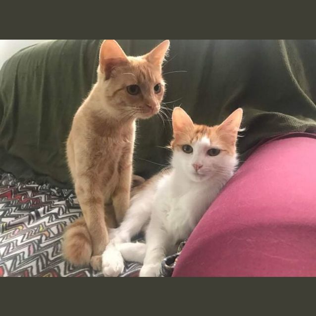 Photo of Doja & Lizzo