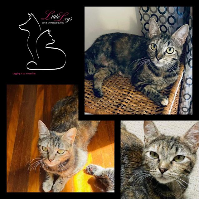 Photo of Poppy Honey