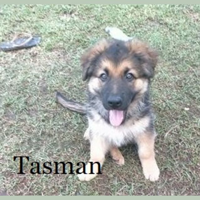Photo of Tasman (Adoption Pending)
