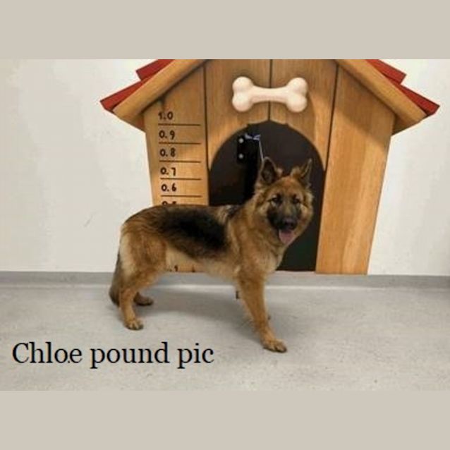 Photo of Roger (Adoption Pending)