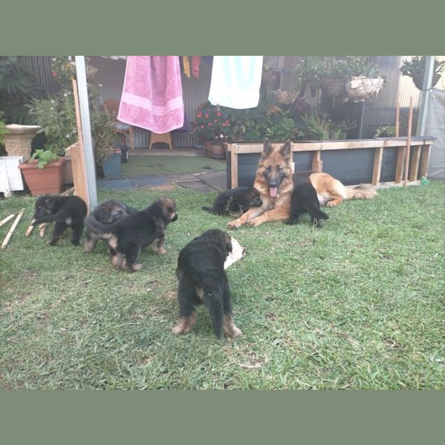 Photo of Morgan (Adoption Pending)