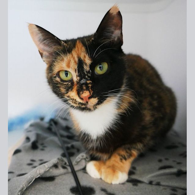 Photo of Freya Sta009168