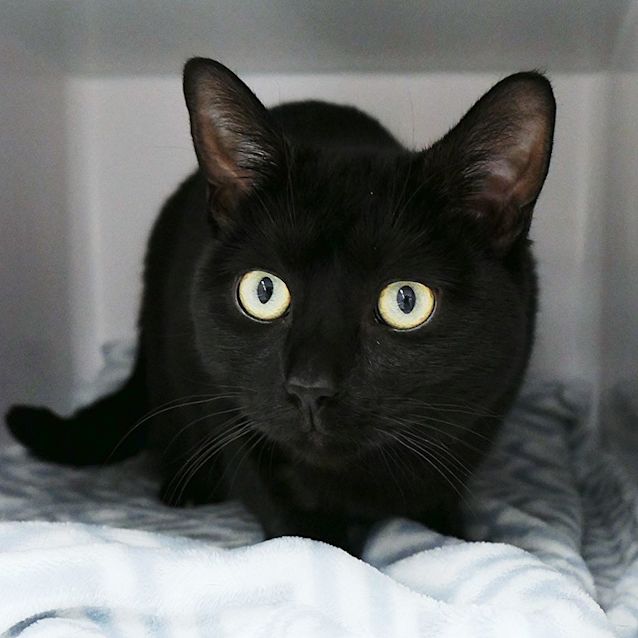 Photo of Marzipan Rsuk006061