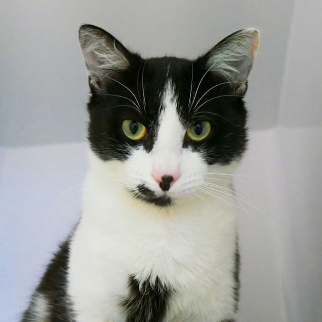 Photo of Tommy Jr. Sua009287