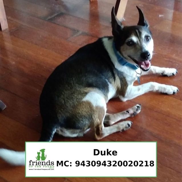 Photo of Duke And Nugget