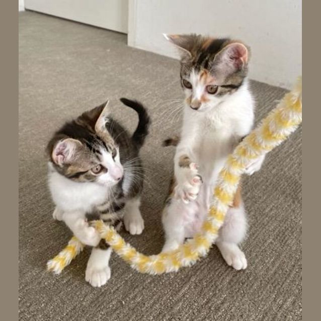 Photo of Aster & River