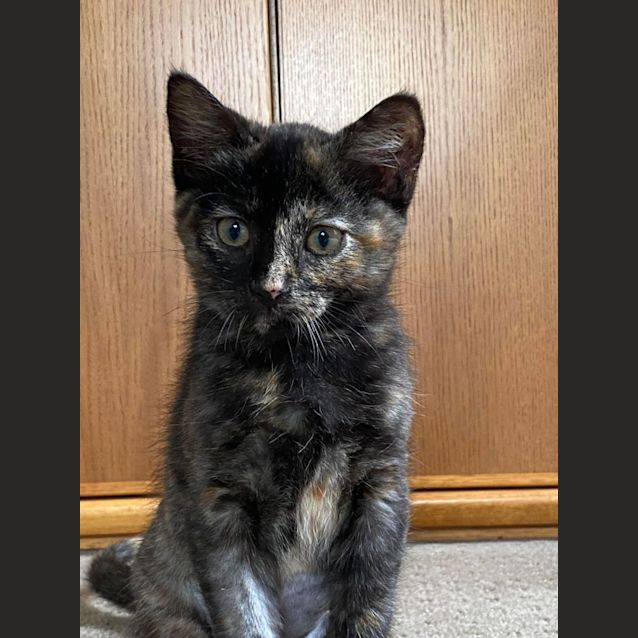 Photo of Trixie   Located In Kew