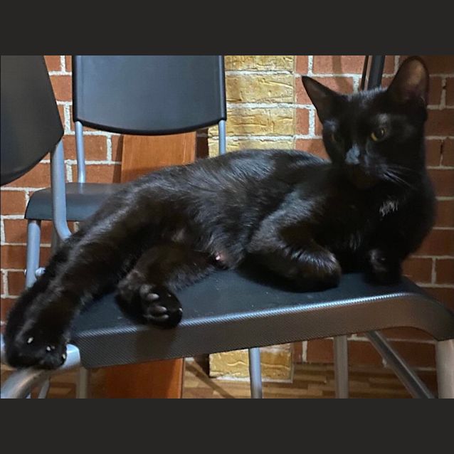 Photo of Morticia 