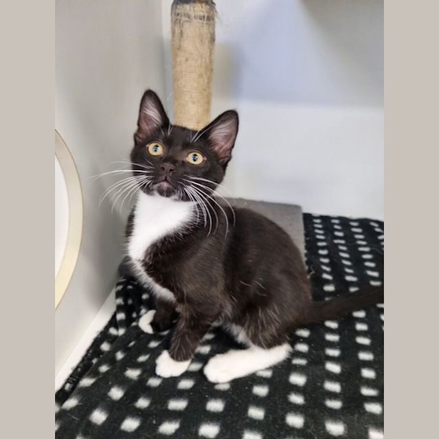 Photo of Scooter