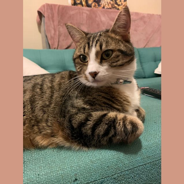 Photo of Lago Smooch