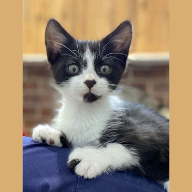 Photo of Comet