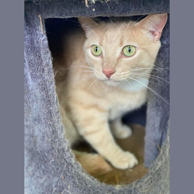 Photo of Ronnie & Scout 