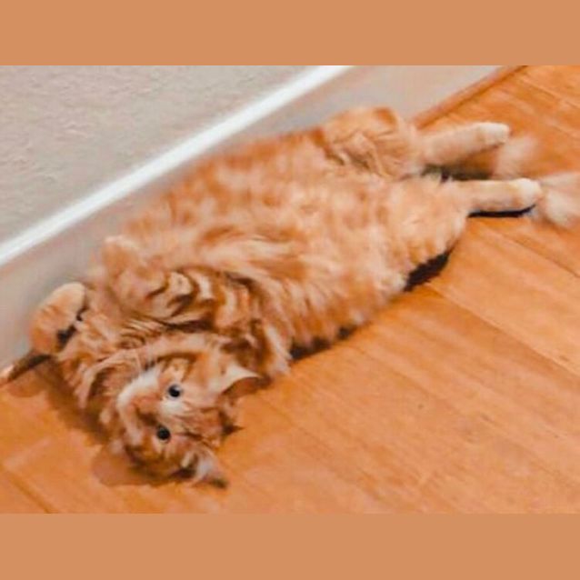 Photo of Pumpkin   Located In Preston