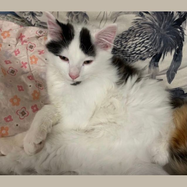 Photo of Crookshanks