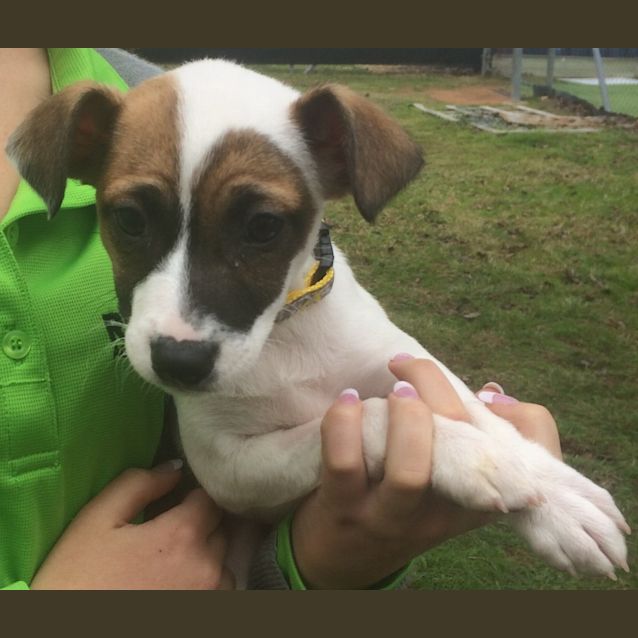 Photo of Sparky