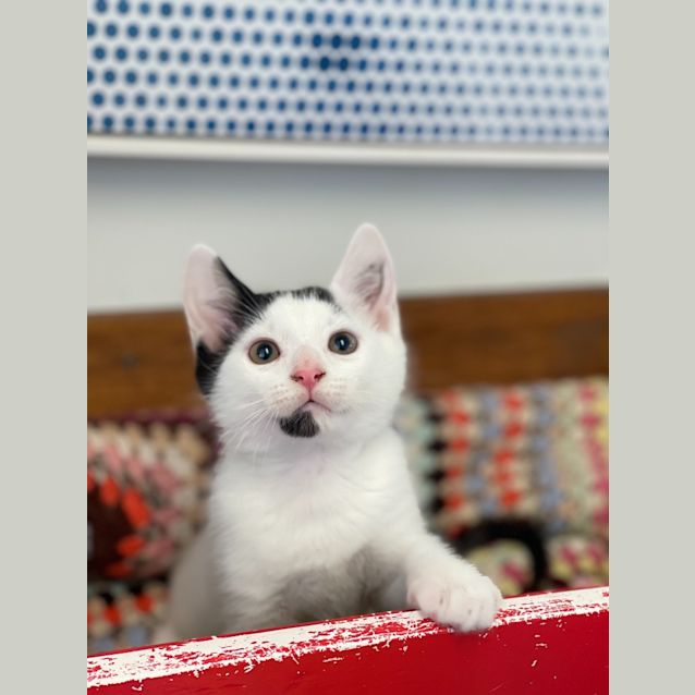 Photo of Pumba