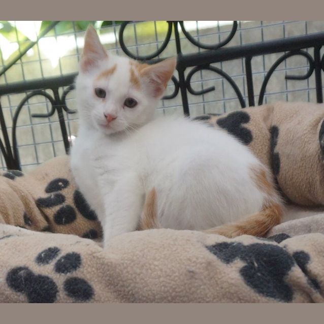 Photo of Chutney