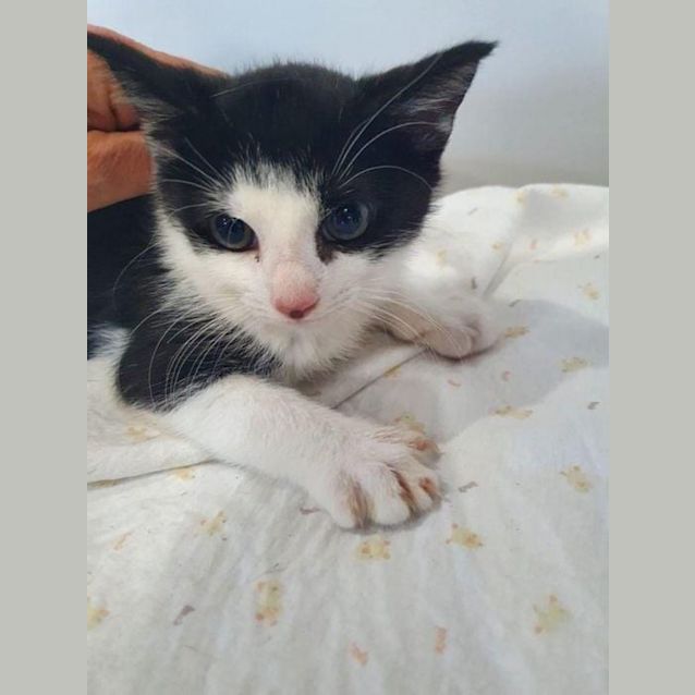 Photo of Captain America