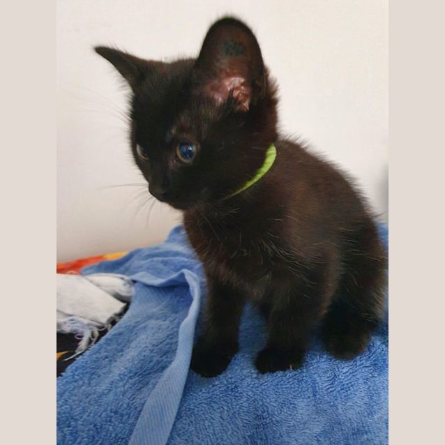 Photo of Black Panther