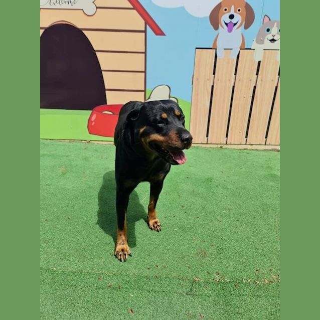 Photo of Frankie 