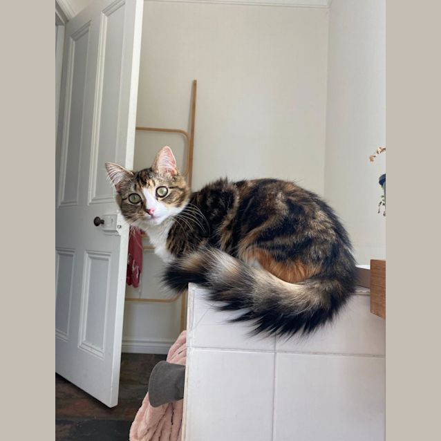 Photo of Polly 🌸